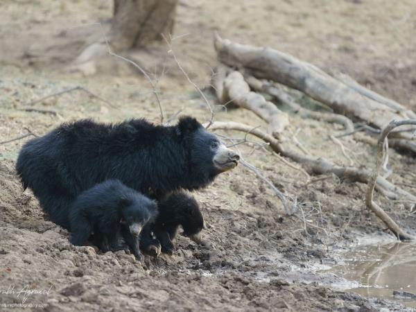 Wildlife holiday in Central India