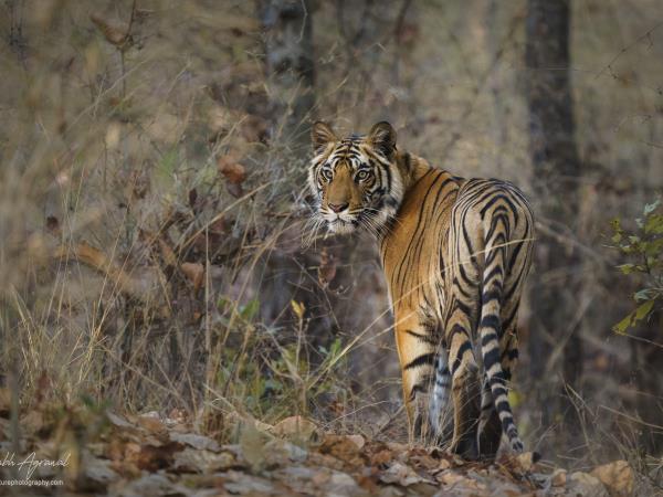 Wildlife holiday in Central India