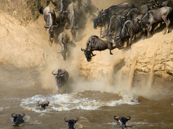Kenya migration safari vacation