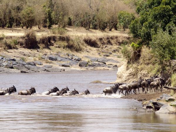 Kenya migration safari vacation