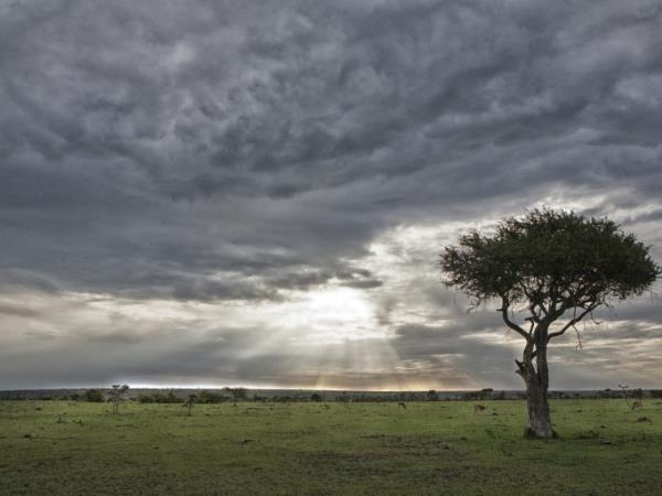 Kenya migration safari vacation