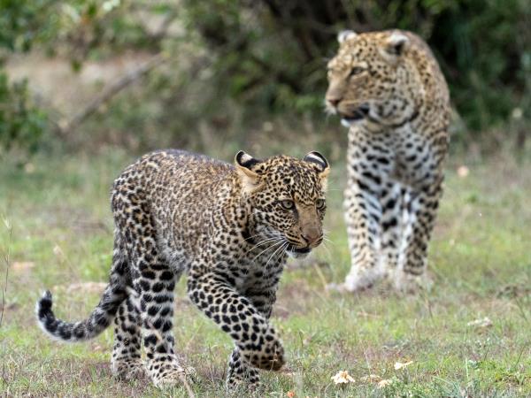 Kenya migration safari vacation
