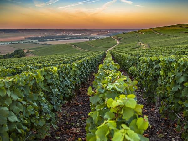 Cycling vacation in Champagne, France
