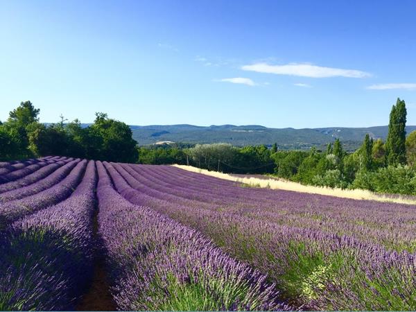 Provence easy cycling vacation in France