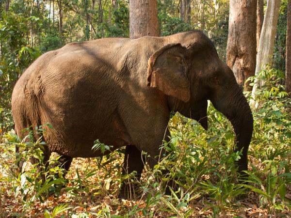 Cambodia cultural vacation with purpose