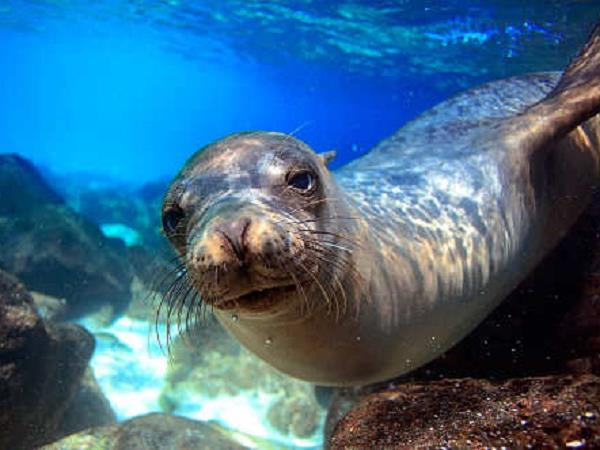 Galapagos Islands luxury cruise