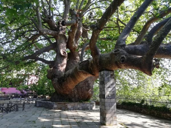 Pelion walking vacation in Greece