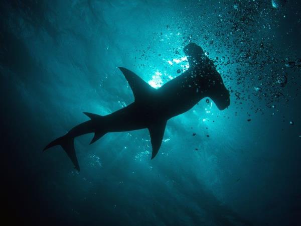 Swim with dolphins and sharks in Bahamas