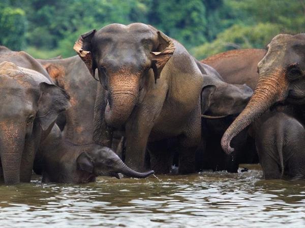 Swim with Blue Whale and safari in Sri Lanka