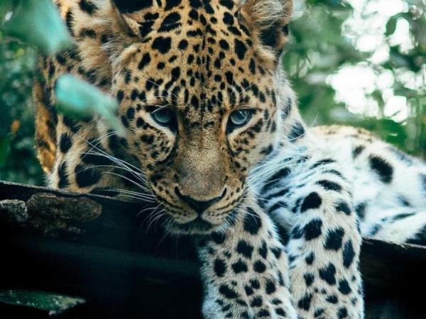 Swim with Blue Whale and safari in Sri Lanka