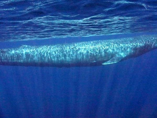 Swim with Blue Whale and safari in Sri Lanka