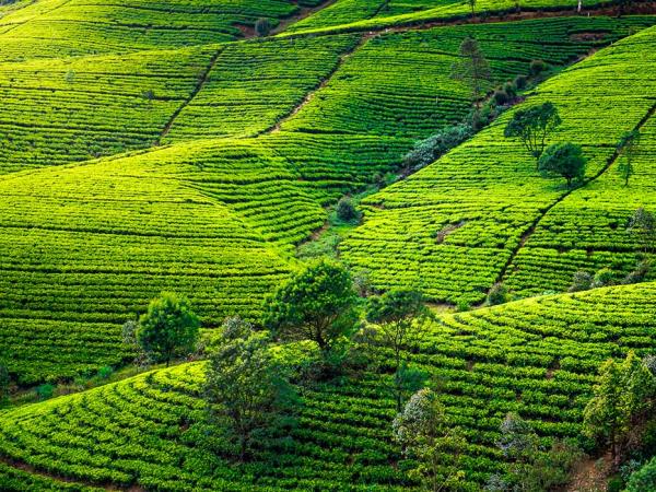 Swim with Blue Whale and safari in Sri Lanka