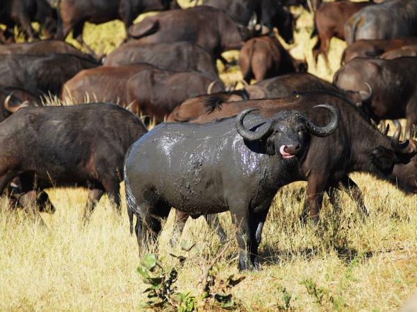 Nairobi to Johannesburg overland tour in Africa