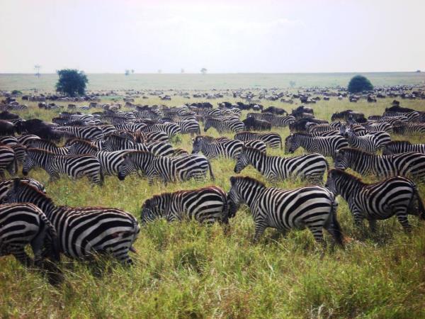 Nairobi to Dar Es Salaam 2 week tour
