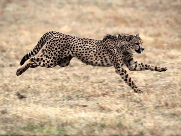 Nairobi to Dar Es Salaam 2 week tour