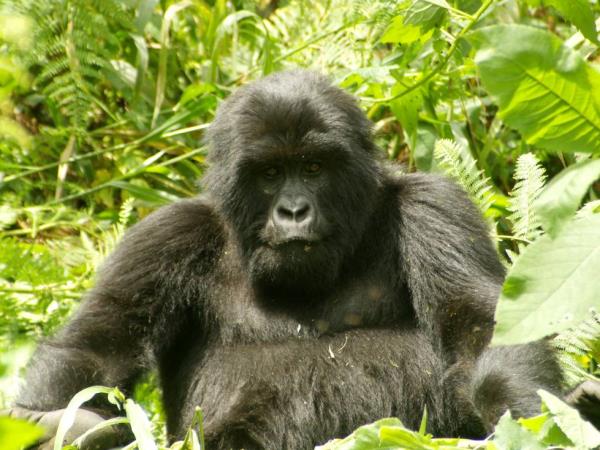 Nairobi to Harare overland tour, 41 days