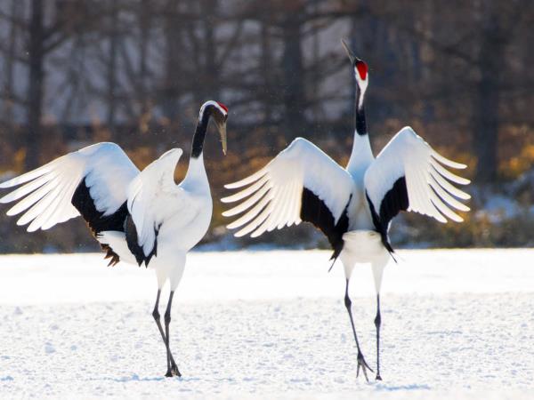 Japan premium wildlife tour with Mark Brazil