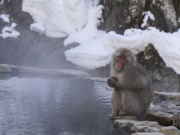Japan premium wildlife tour with Mark Brazil