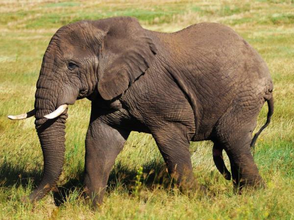 Nairobi To Victoria Falls overland tour, 53 days
