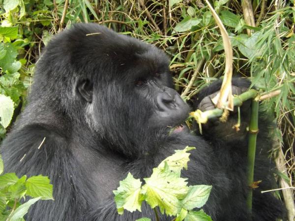 Nairobi To Victoria Falls overland tour, 53 days