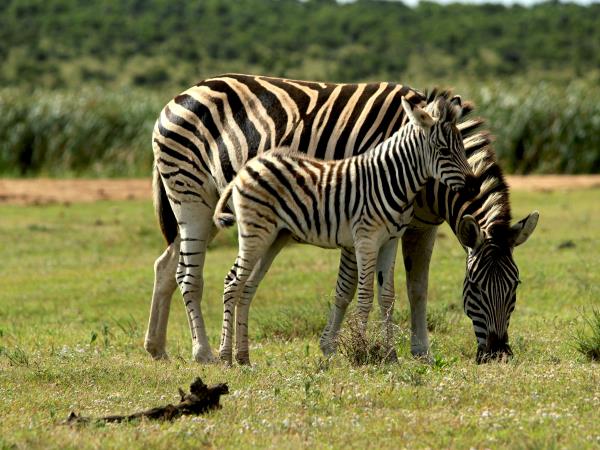 Kenya and Tanzania bespoke vacation