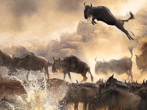 Great Migration in Kenya with Zanzibar extension