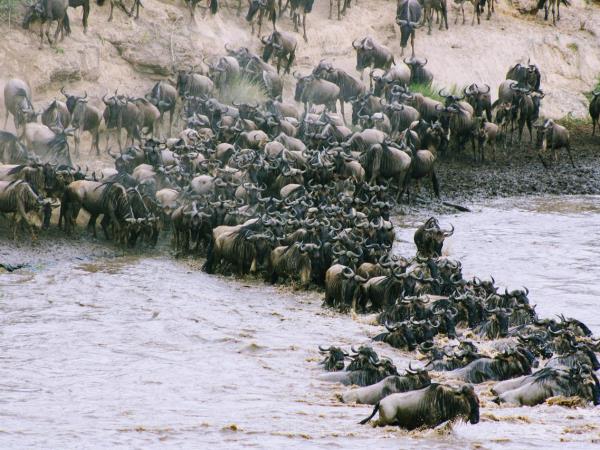 Great Migration in Kenya with Zanzibar extension
