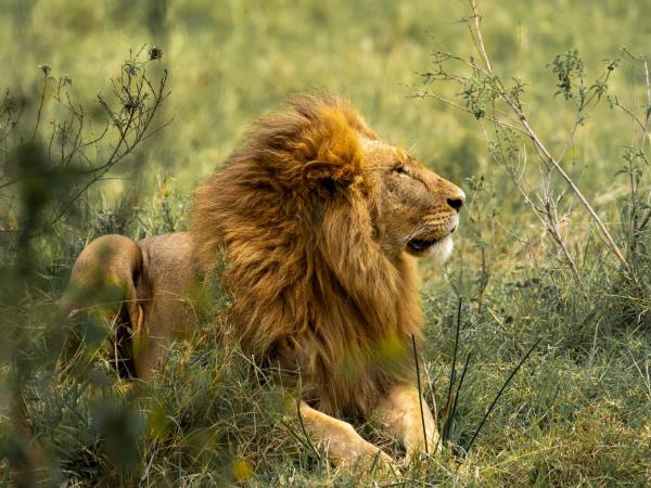 Great Migration in Kenya with Zanzibar extension