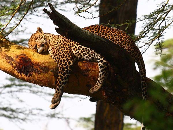 Great Migration in Kenya with Zanzibar extension