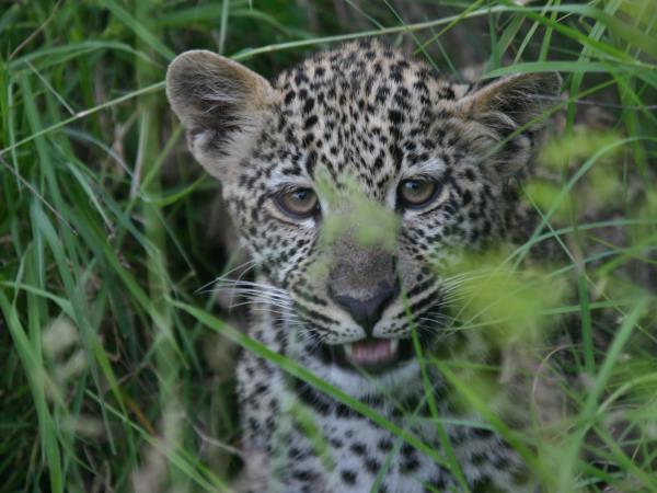 Luxury Kenya safari