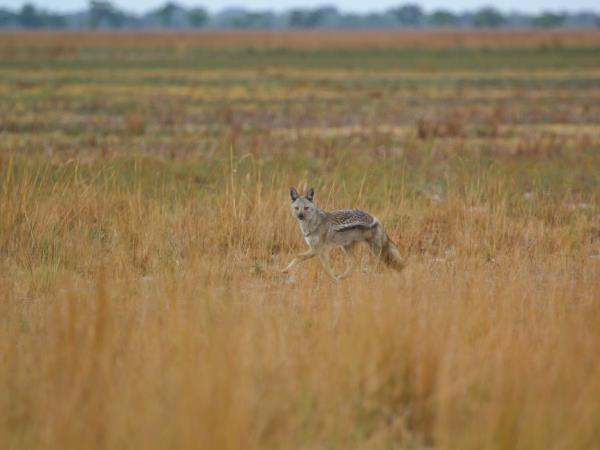 Western Zambia wilderness expedition