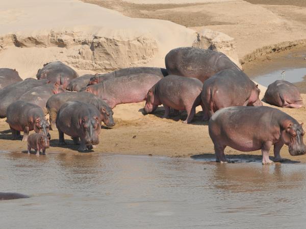 Northern Zambia Luangwa expedition