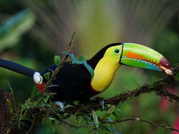 Costa Rica and Nicaragua vacation, tailor made