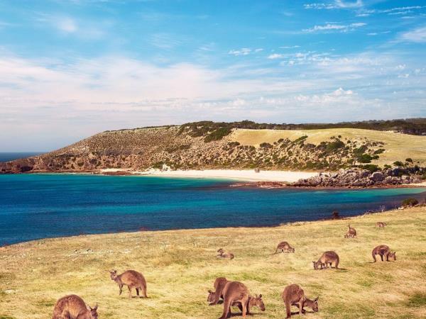 South Australia self drive tour, food & culture
