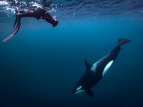 Swim with orcas in Norway, Northern Lights