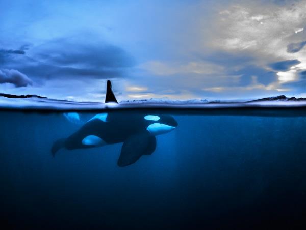 Swim with orcas in Norway, Northern Lights