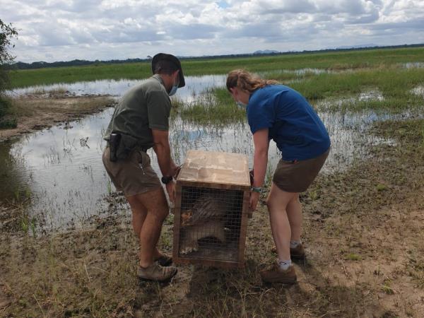 Malawi conservation research experience