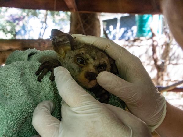 Veterinary externship in Malawi