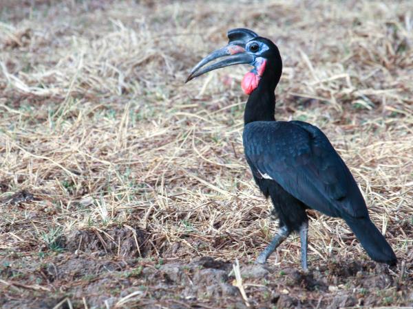 Sudan wildlife and history tour