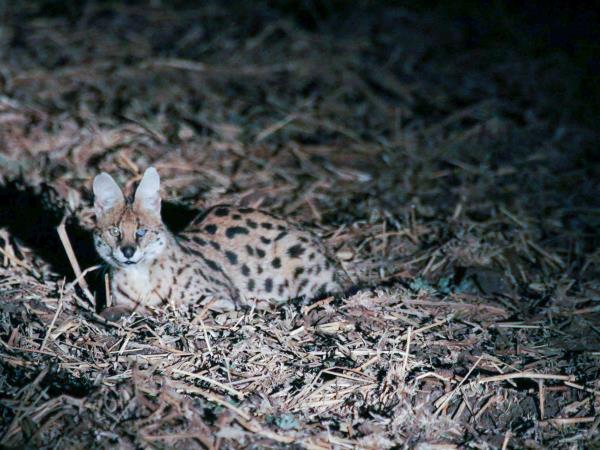 Sudan wildlife and history tour