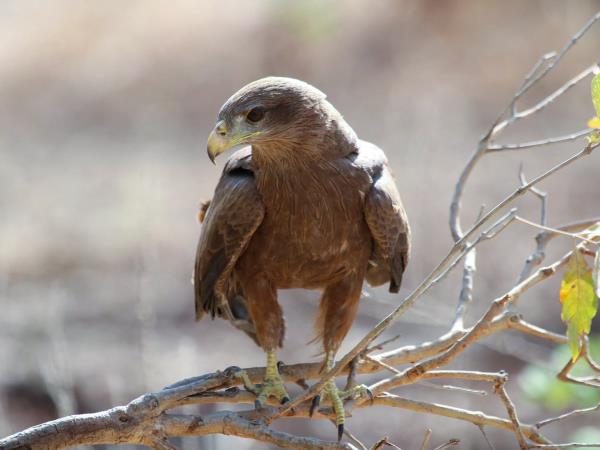 Sudan wildlife and history tour