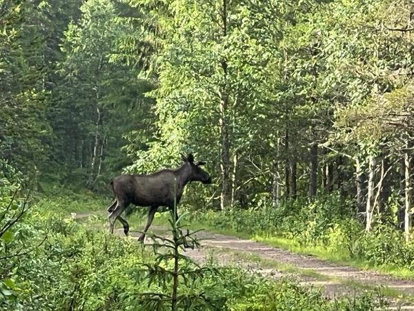Norway wildlife vacation, walking safari
