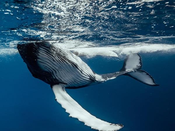 Whales and wildlife tour in Tahiti