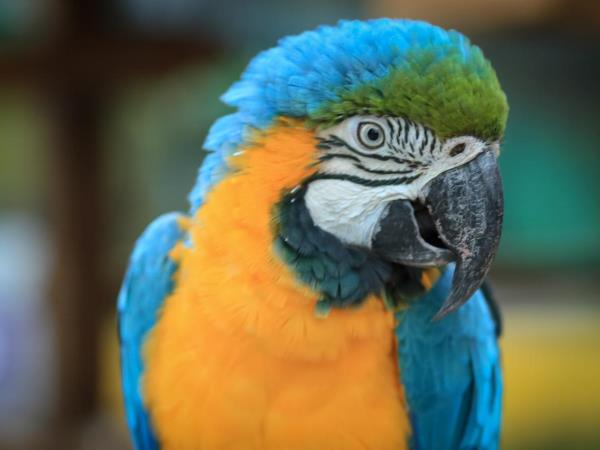 Ecuador and Galapagos tailor made vacations