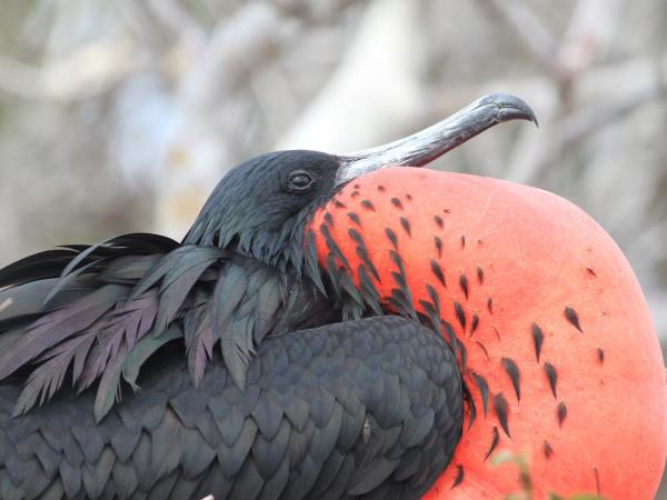 Ecuador and Galapagos tailor made vacations