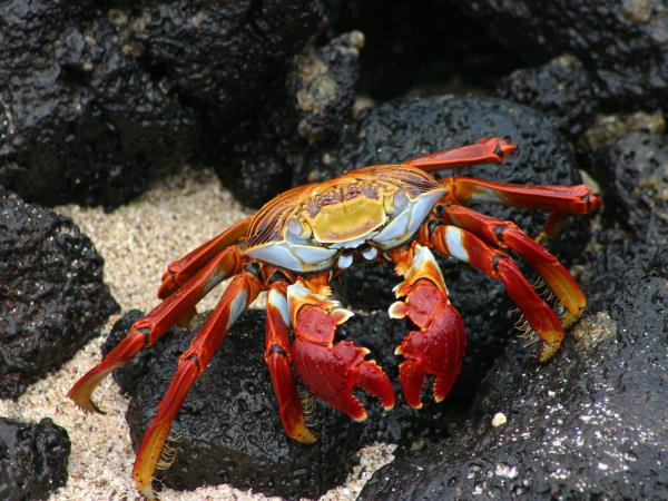 Ecuador and Galapagos tailor made vacations