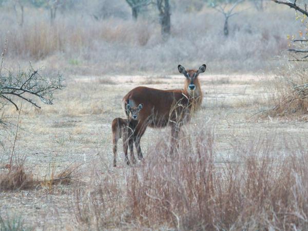 Nigeria wildlife vacation