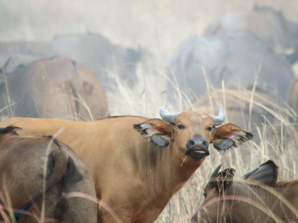 Nigeria wildlife vacation