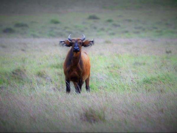 Gabon safari vacation by train