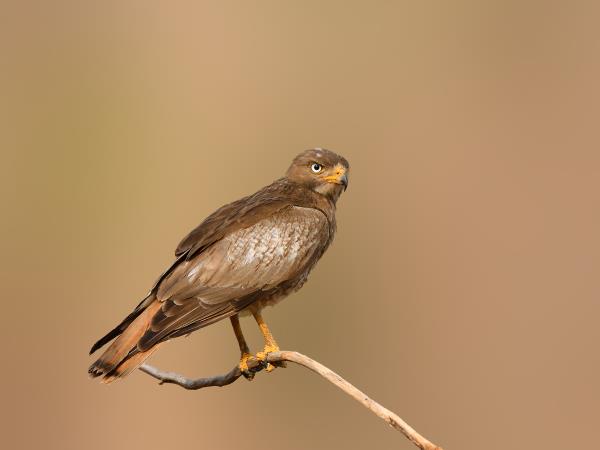 Tiger and wildlife photography tour, India